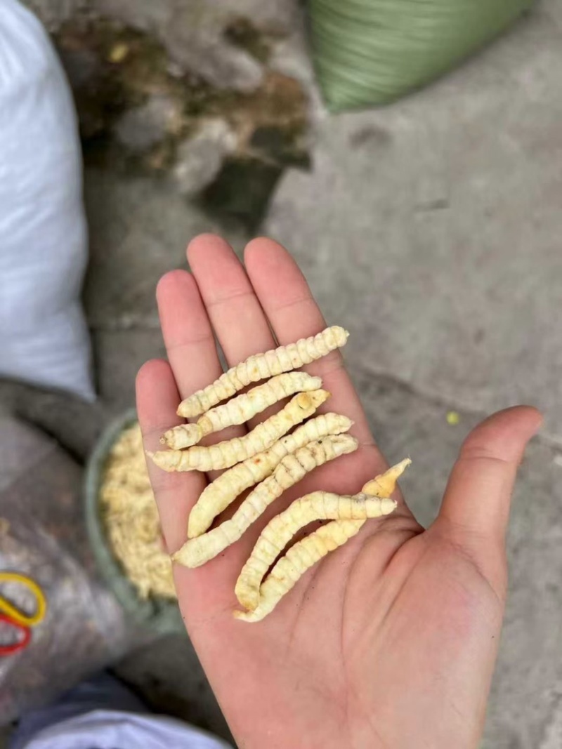 云南地蚕草石蚕白虫草地蚕虫草参中药材白冬虫草泽兰根土虫草