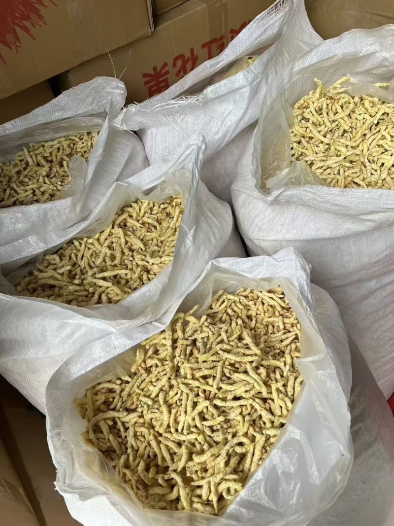云南地蚕草石蚕白虫草地蚕虫草参中药材白冬虫草泽兰根土虫草