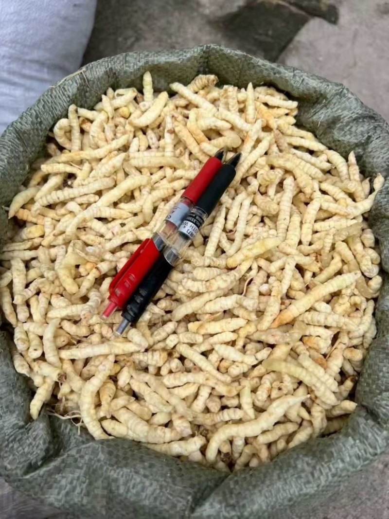 云南地蚕草石蚕白虫草地蚕虫草参中药材白冬虫草泽兰根土虫草
