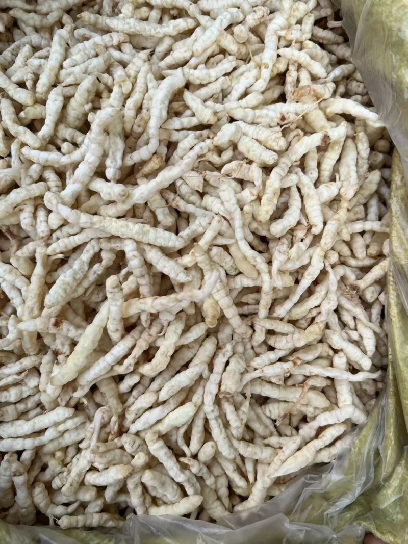 云南地蚕草石蚕白虫草地蚕虫草参中药材白冬虫草泽兰根土虫草