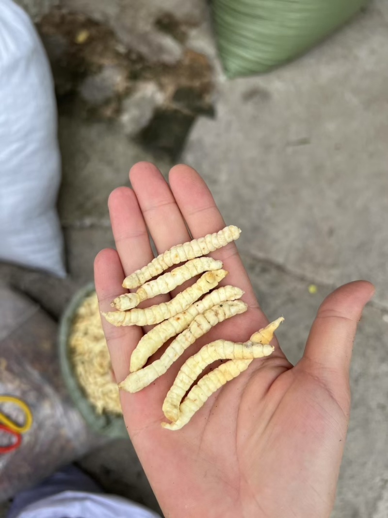 云南地蚕草石蚕白虫草地蚕虫草参中药材白冬虫草泽兰根土虫草