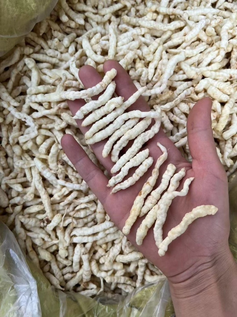 云南地蚕草石蚕白虫草地蚕虫草参中药材白冬虫草泽兰根土虫草