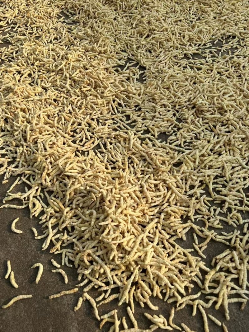 云南地蚕草石蚕白虫草地蚕虫草参中药材白冬虫草泽兰根土虫草