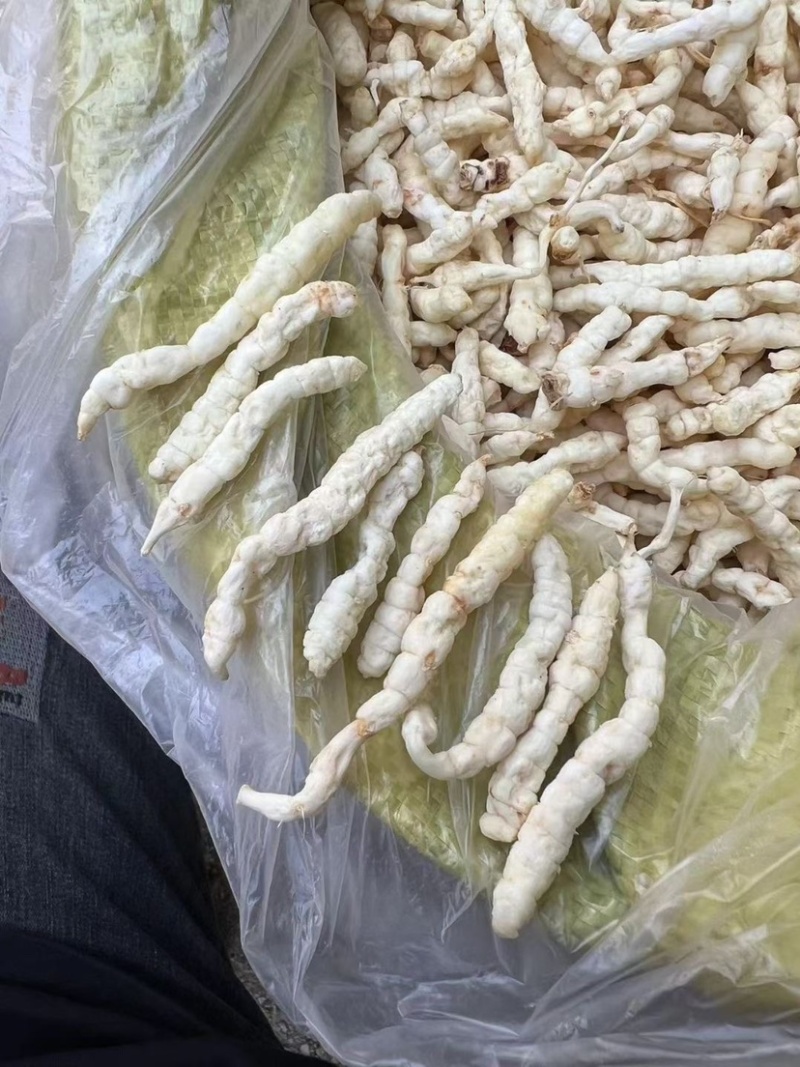 云南地蚕草石蚕白虫草地蚕虫草参中药材白冬虫草泽兰根土虫草