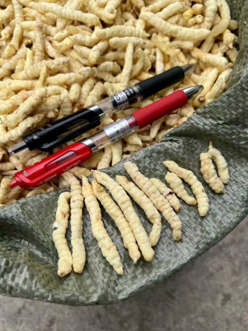 云南地蚕草石蚕白虫草地蚕虫草参中药材白冬虫草泽兰根土虫草