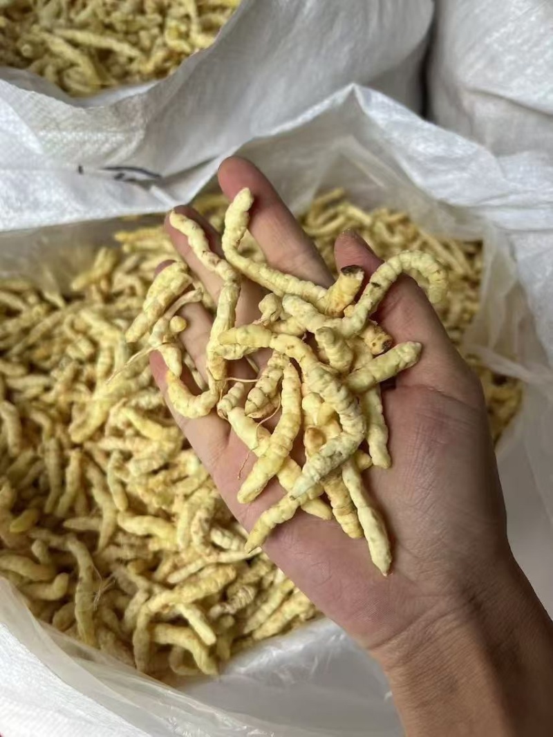 云南地蚕草石蚕白虫草地蚕虫草参中药材白冬虫草泽兰根土虫草