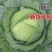 《甘蓝》扁包菜/圆包菜/中甘甘蓝/品种齐全/欢迎来电合作