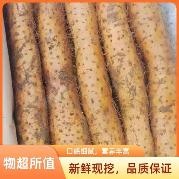 《宁夏山药》白玉山药/价格商议/质量保证/欢迎来电合作
