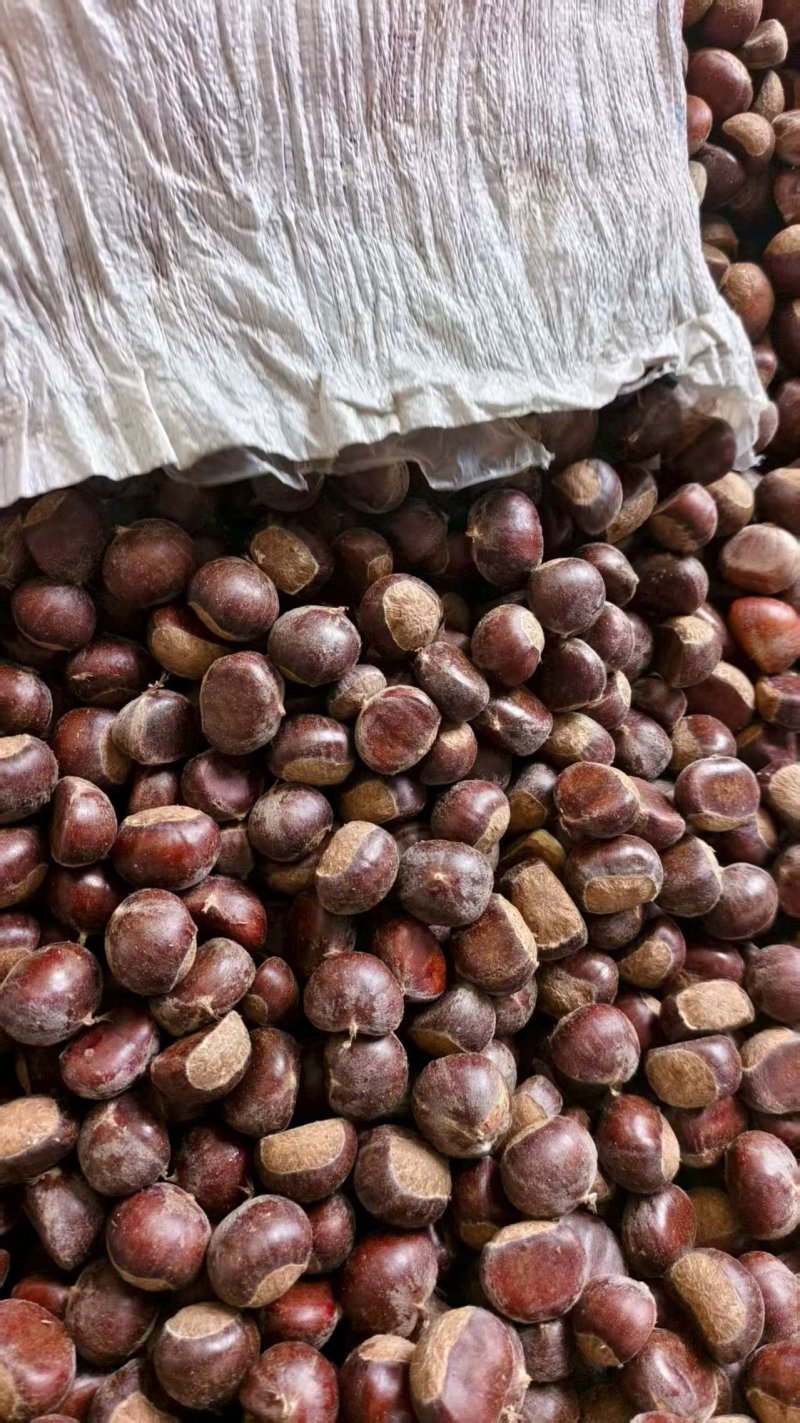 精选栗子宋家早鲜板栗量大从优可视频看货沂蒙山板栗