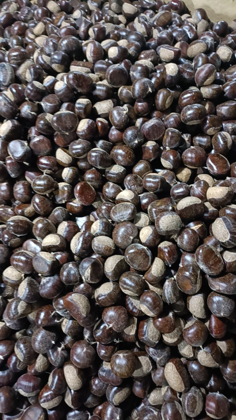 精选栗子宋家早鲜板栗量大从优可视频看货沂蒙山板栗