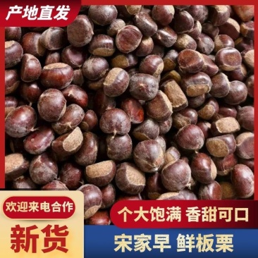 带壳鲜板栗货量充足优质油板栗沂蒙山板栗量大从优