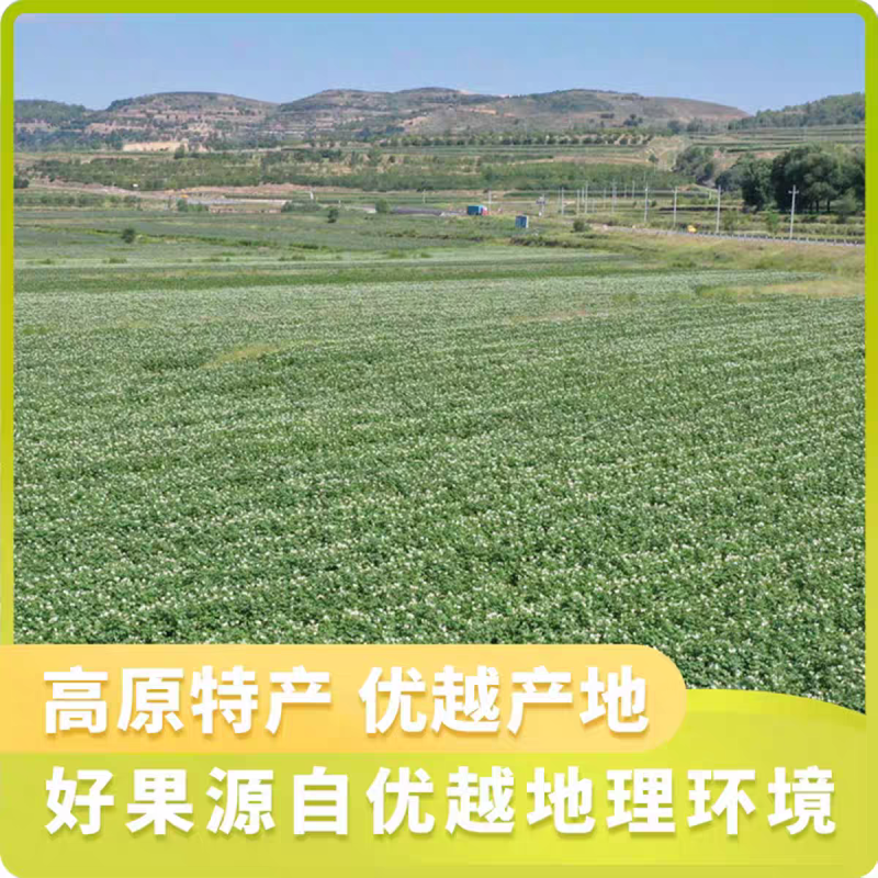《宁夏土豆》黄心土豆/红皮土豆/马铃薯/品种齐全自家种植
