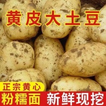 牛商推荐《宁夏土豆》黄心土豆/红皮土豆/马铃薯/欢迎来电