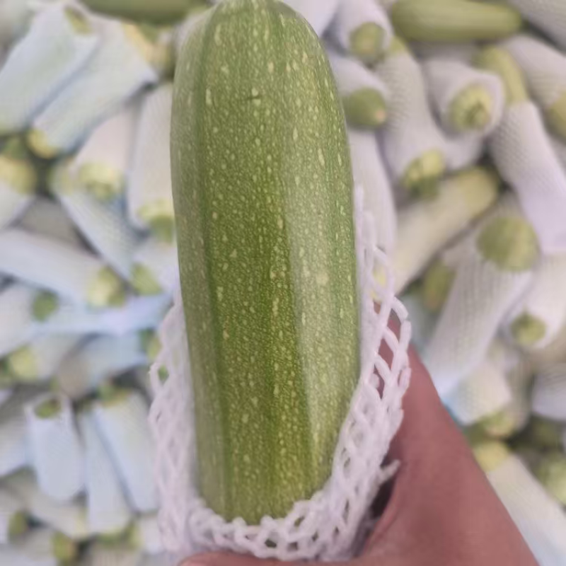 云南精品绿皮西葫芦大量上市品质保证量大从优一手货源