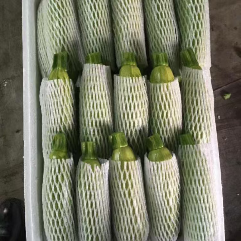 云南精品绿皮西葫芦大量上市品质保证量大从优一手货源
