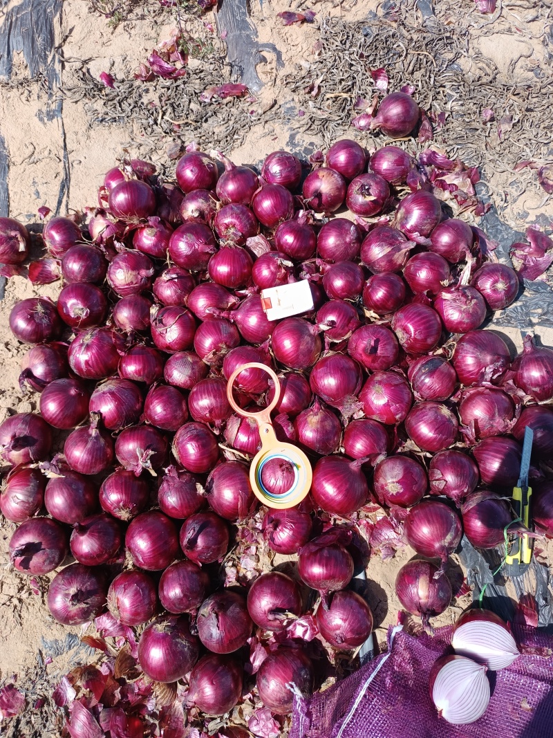 甘肃洋葱/紫皮洋葱/黄皮洋葱/克罗基特/各种规格