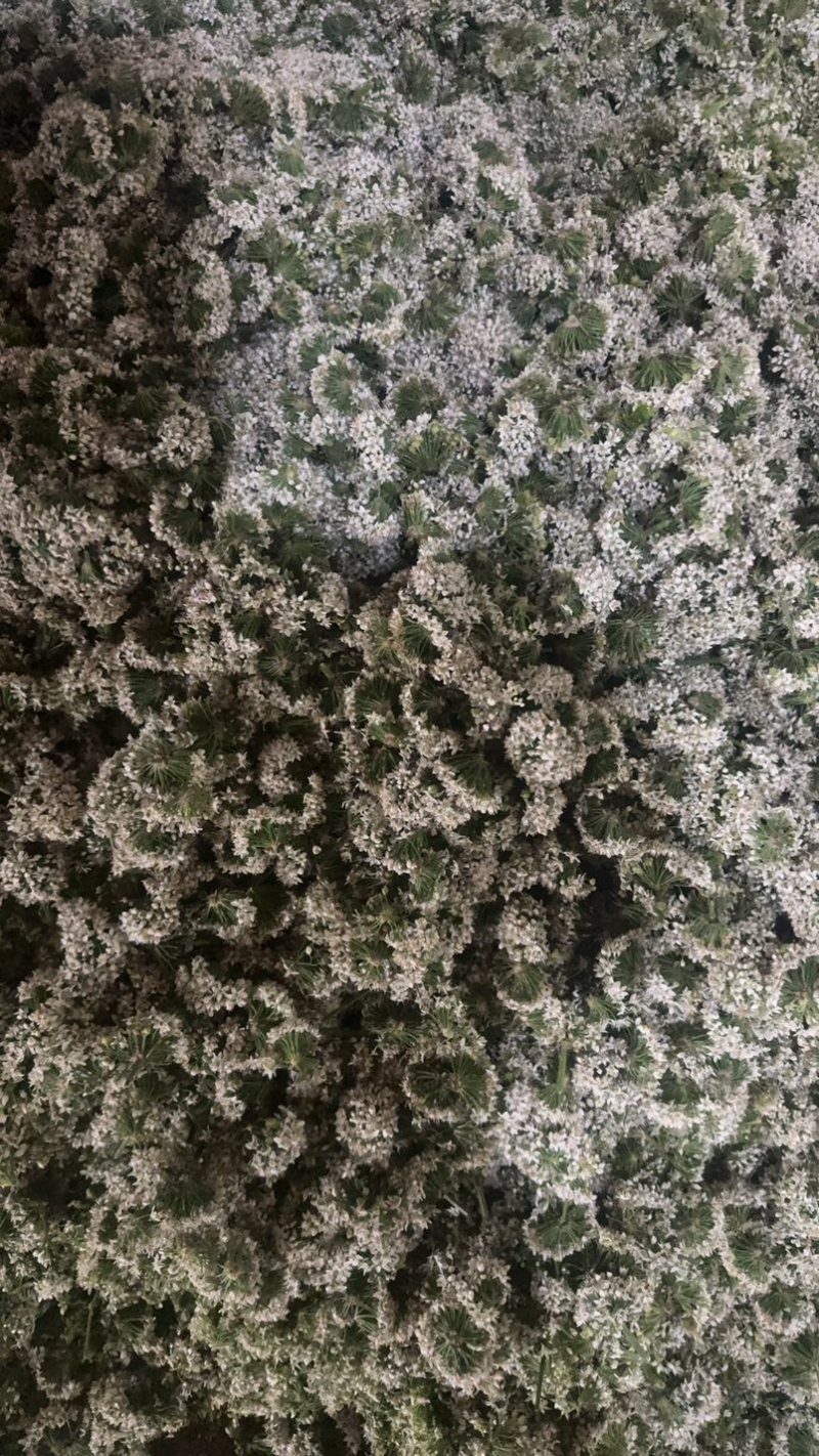 昌黎精品韭菜花大量上市，手工花，带杆花酱菜厂货