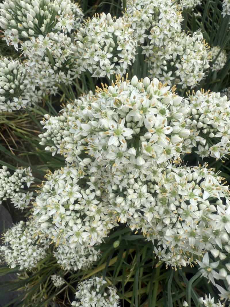 昌黎精品韭菜花大量上市，手工花，带杆花酱菜厂货