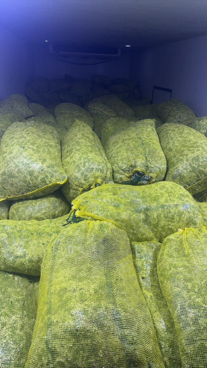 昌黎精品韭菜花大量上市，手工花，带杆花酱菜厂货