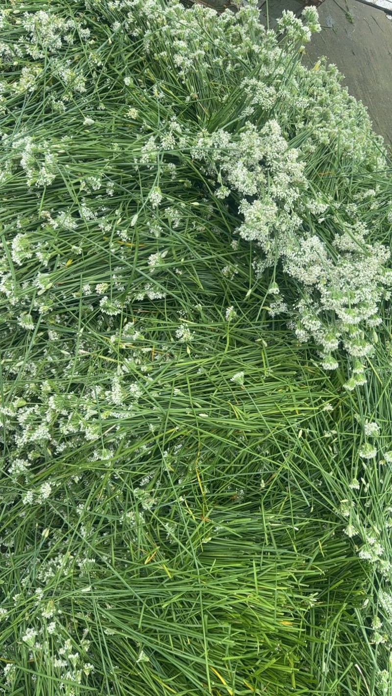 昌黎精品韭菜花大量上市，手工花，带杆花酱菜厂货