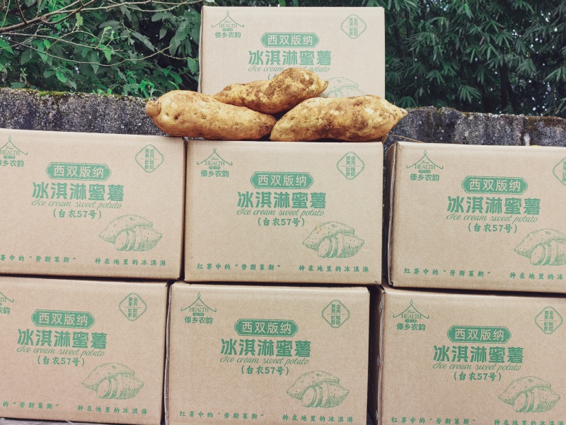 西双版纳（台农57号蜜薯）
