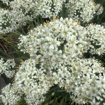 昌黎精品韭菜花大量上市，手工花，带杆花酱菜厂货