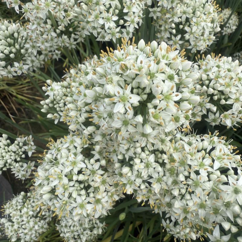 昌黎精品韭菜花大量上市，手工花，带杆花酱菜厂货