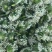 昌黎精品韭菜花大量上市，手工花，带杆花酱菜厂货