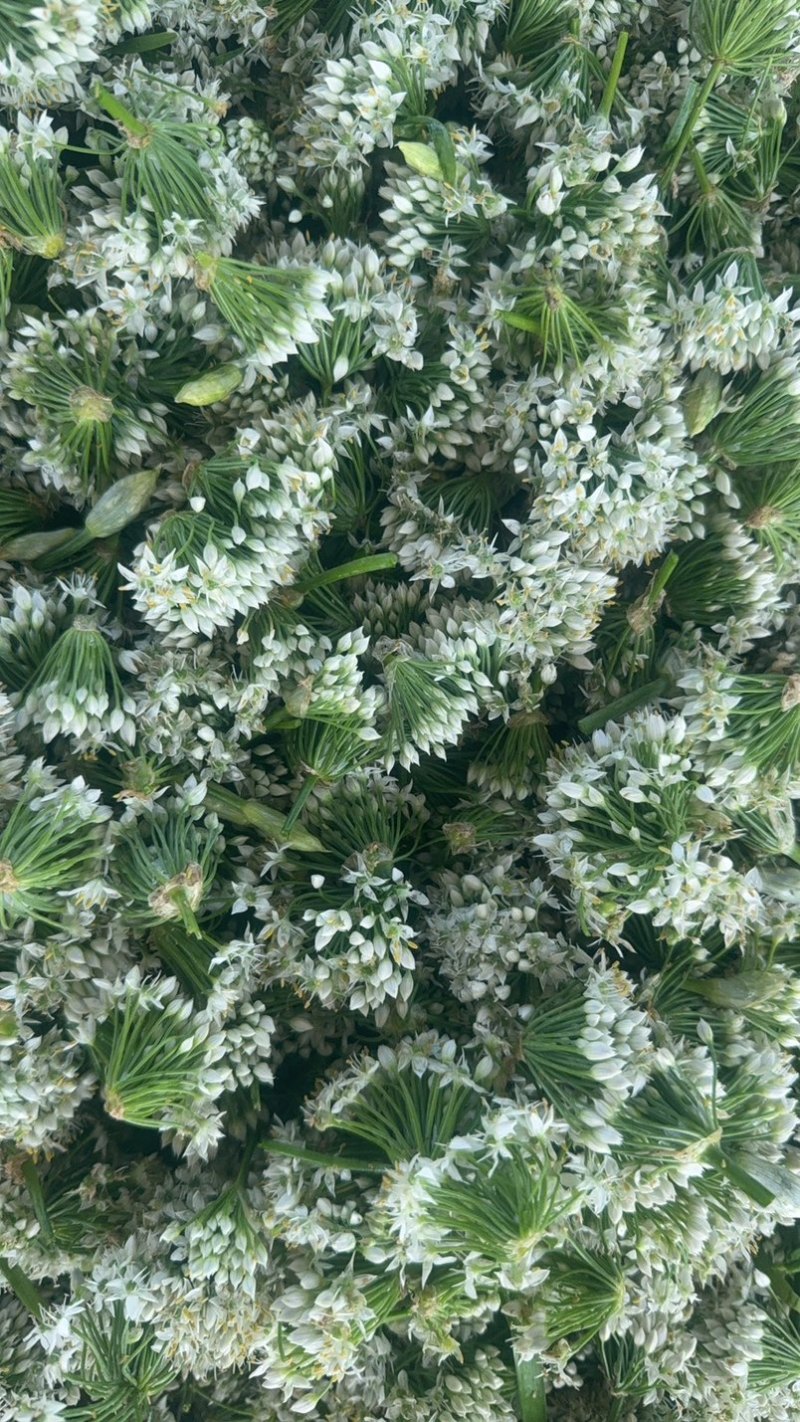 昌黎精品韭菜花大量上市，手工花，带杆花酱菜厂货