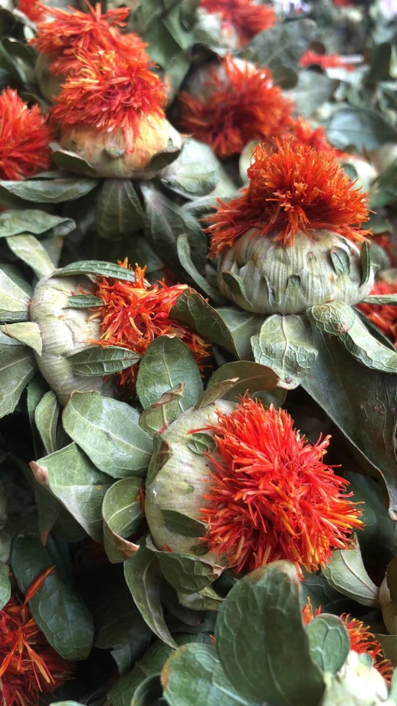 红花朵红花果地摊展销会货源橙菠萝长丝花西红花草红花刺红花