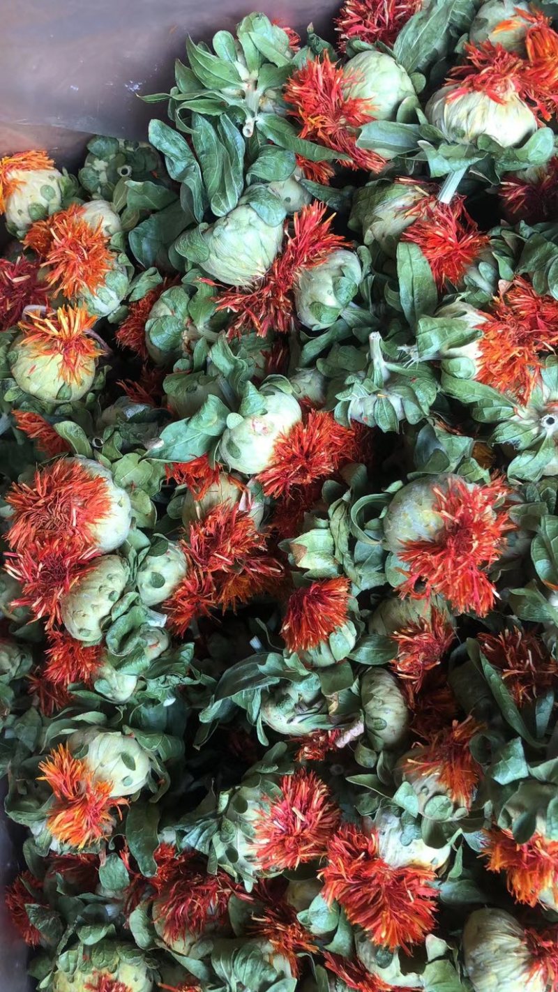红花朵红花果地摊展销会货源橙菠萝长丝花西红花草红花刺红花