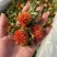 红花朵红花果地摊展销会货源橙菠萝长丝花西红花草红花刺红花