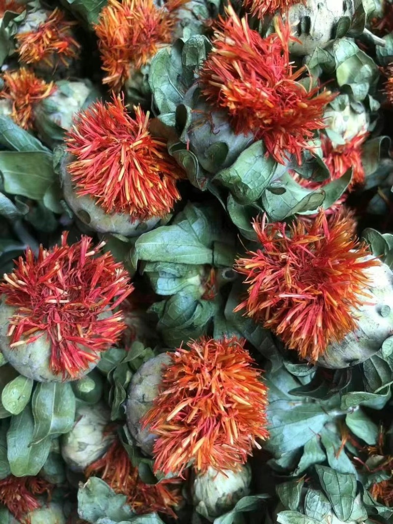 红花朵红花果地摊展销会货源橙菠萝长丝花西红花草红花刺红花