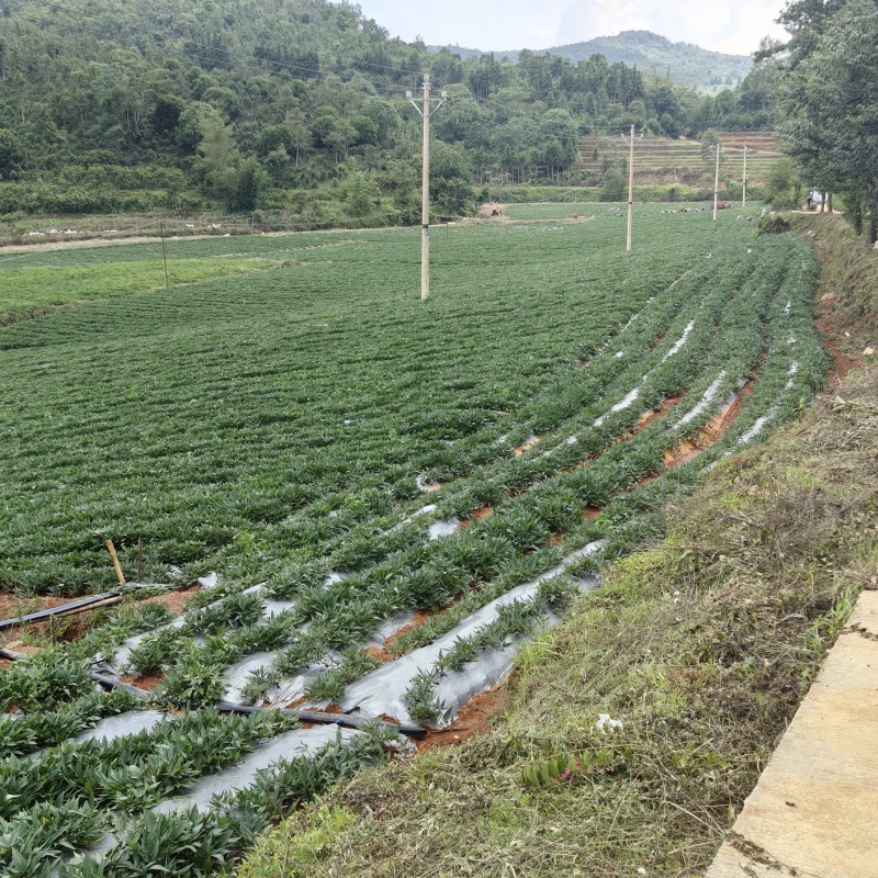 西双版纳（台农57号蜜薯）