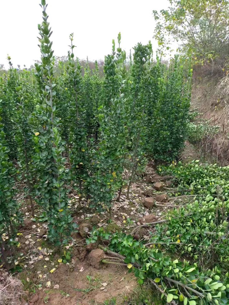 北海道黄杨一手货源规格齐全诚信经营