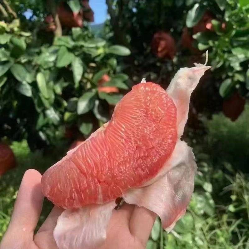 梅州红心蜜柚