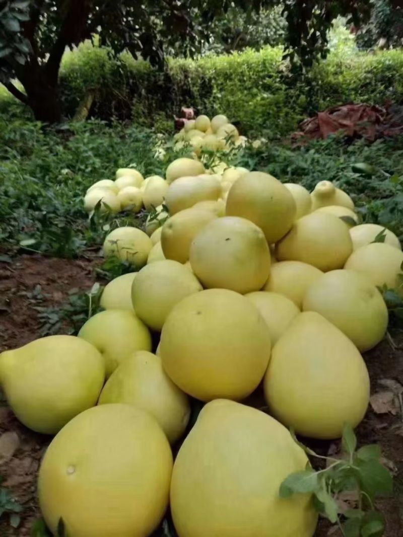 梅州红心蜜柚