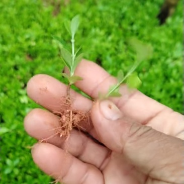 黄栀子芽苗精心包装收到货不失水成活率高保质保量