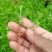 黄栀子芽苗精心包装收到货不失水成活率高保质保量
