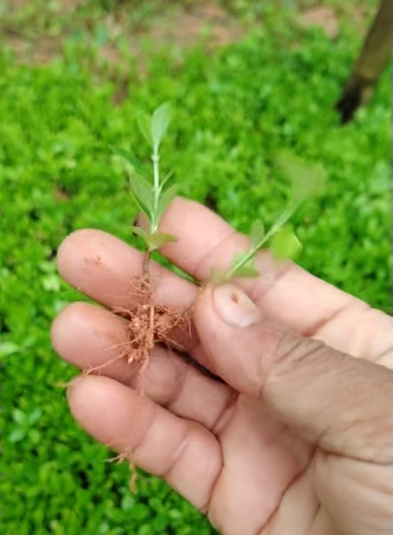 黄栀子芽苗精心包装收到货不失水成活率高保质保量