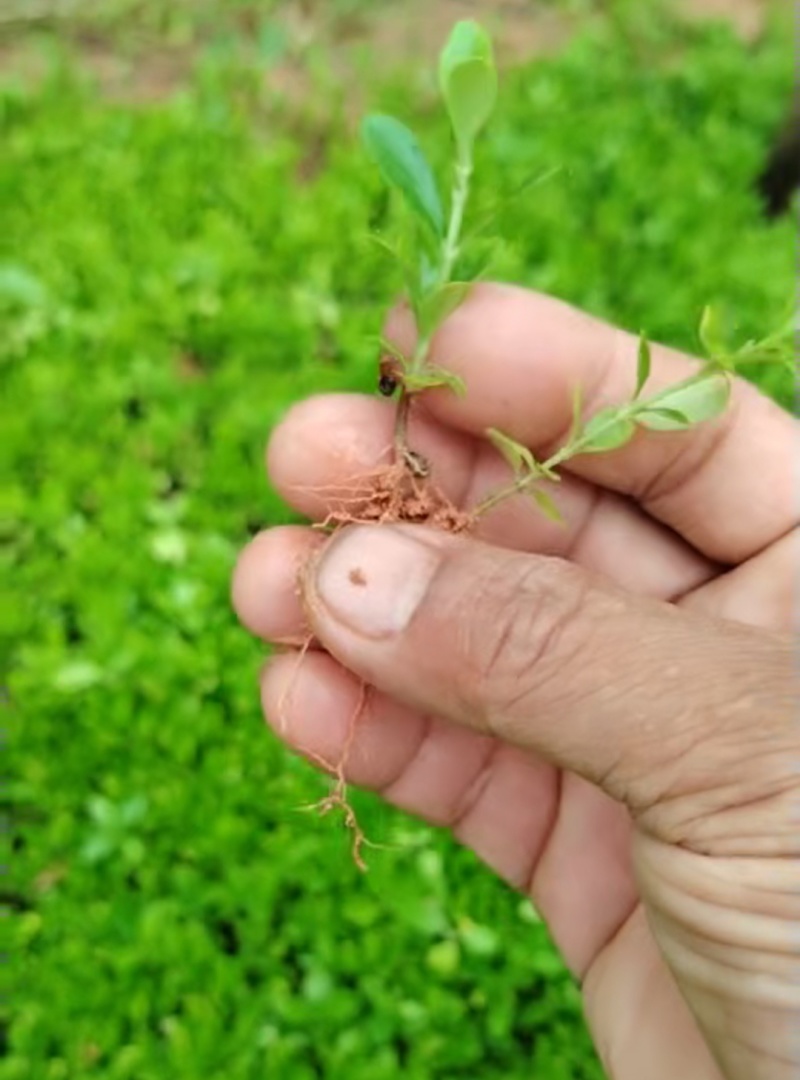 黄栀子芽苗精心包装收到货不失水成活率高保质保量