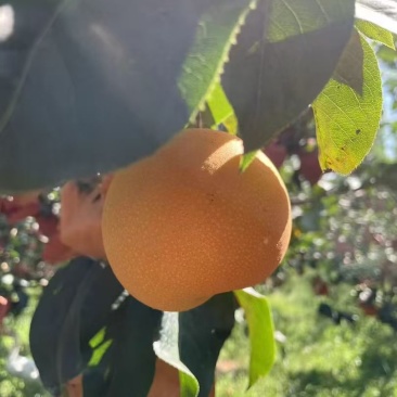 山东临沂秋月梨