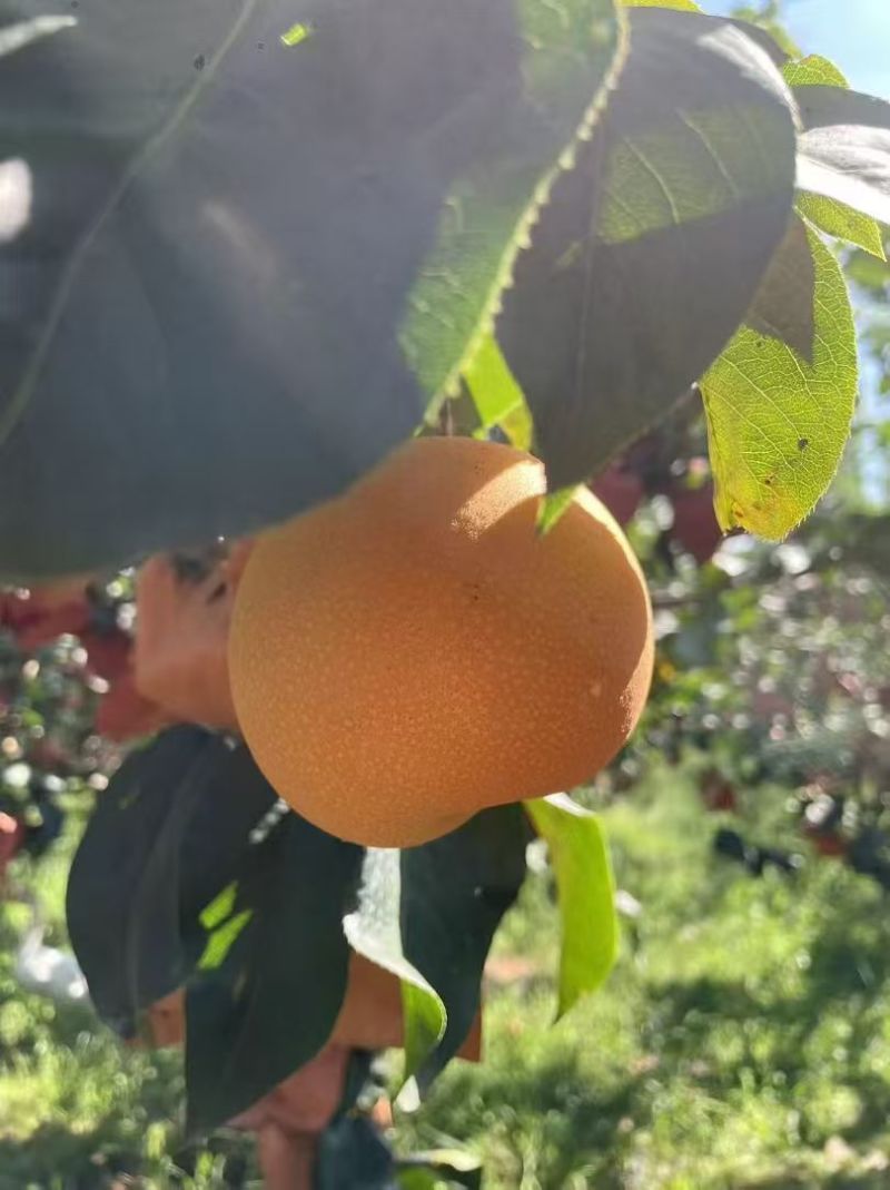 山东临沂秋月梨