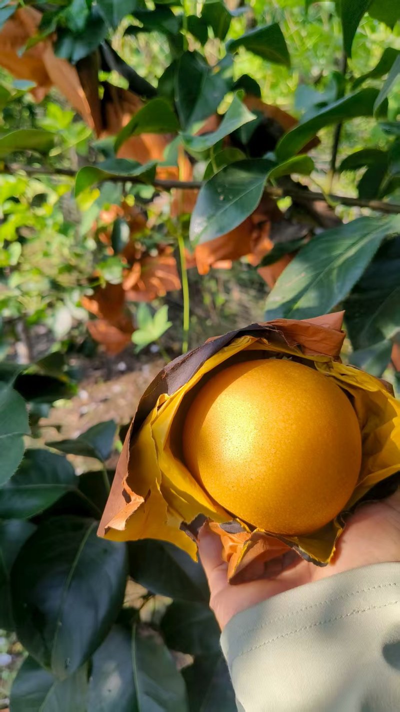 山东临沂秋月梨