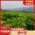 新鲜桑叶芽菜大量有货，对接全国市场电商平台，欢迎合作