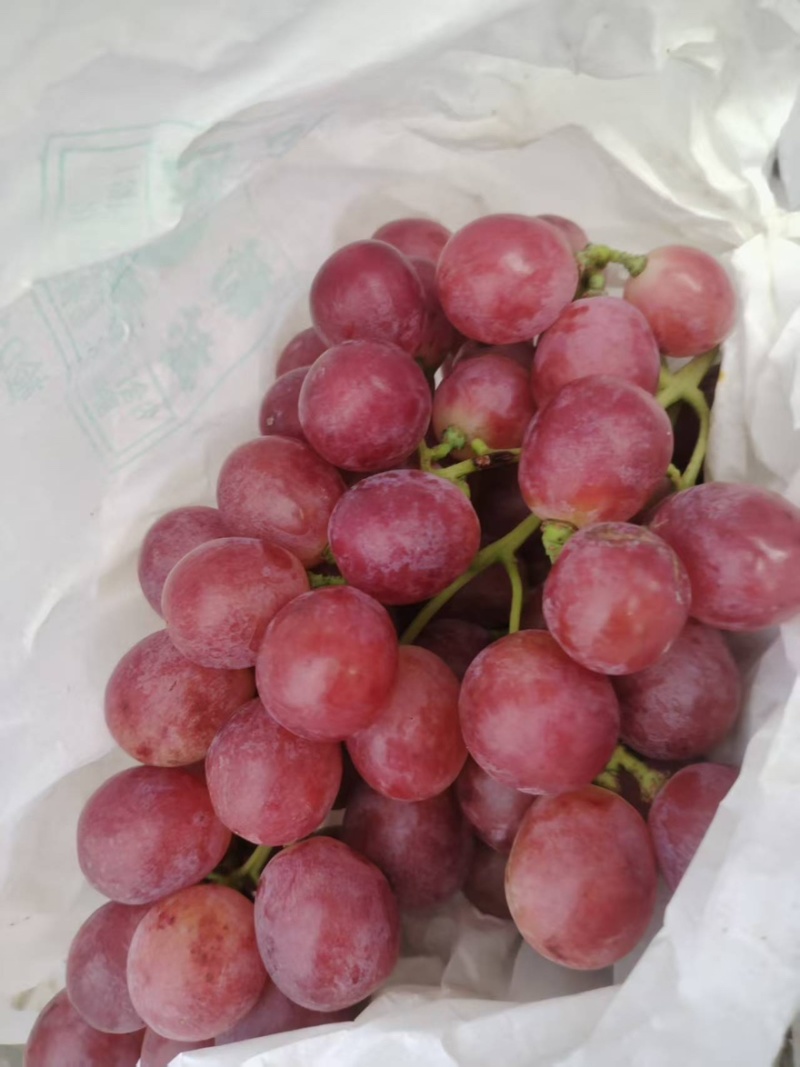 【实力推荐】精品红提河南三门峡葡萄大量上市品质保障可视频