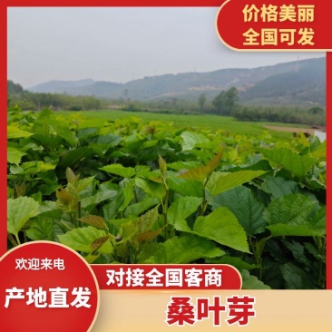 桑芽菜大量有货，对接全国市场电商平台，欢迎合作