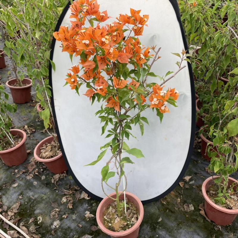 各种三角梅