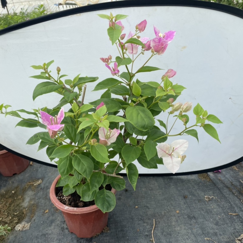 各种三角梅
