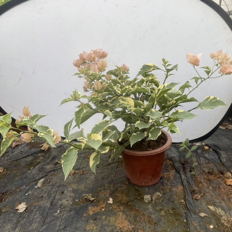 各种三角梅